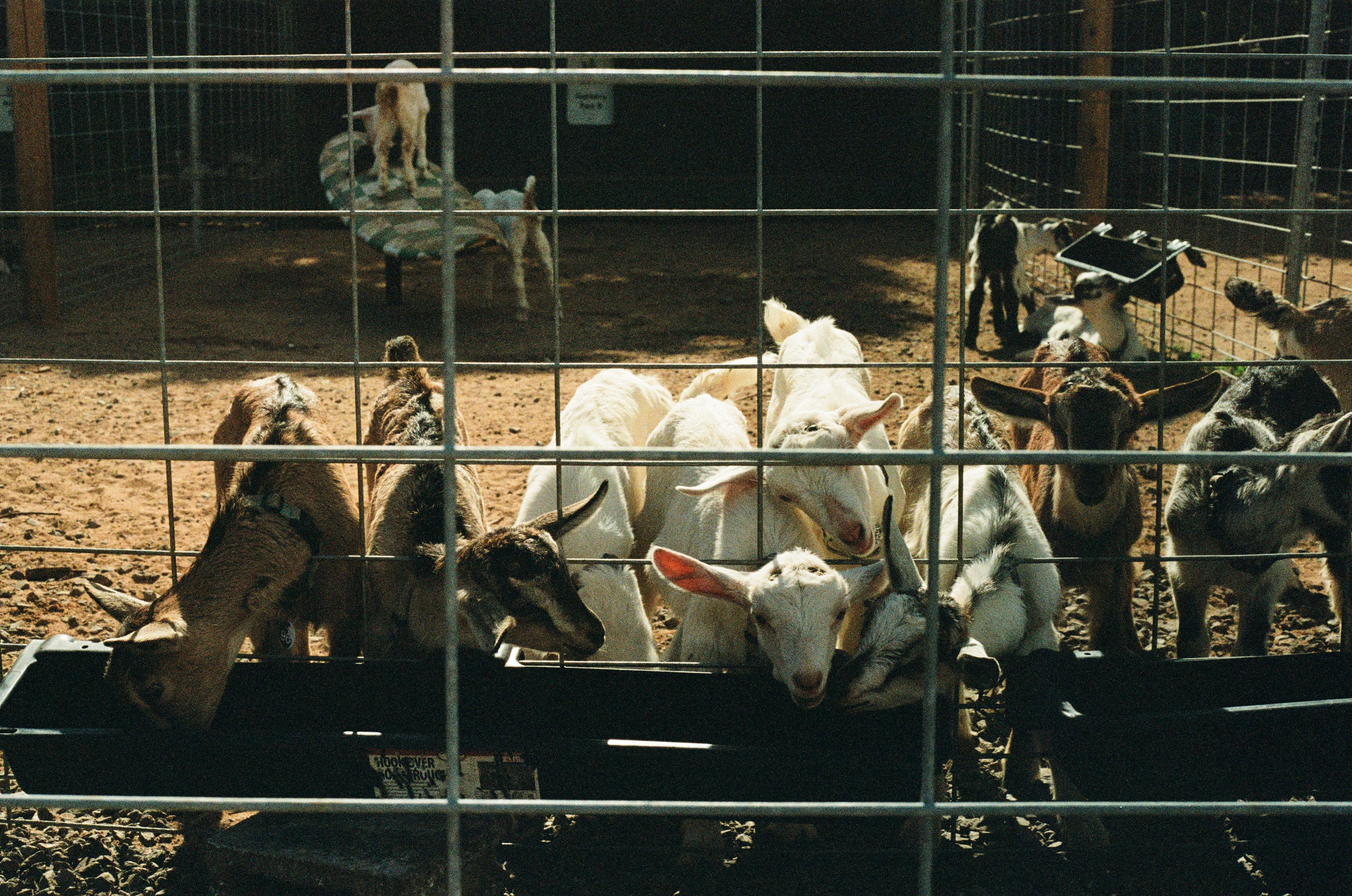 img/Baby goats from a goat farm